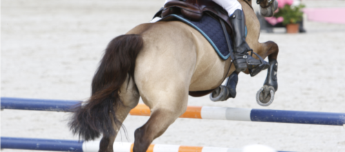 Rytter- og hestelisens 2019